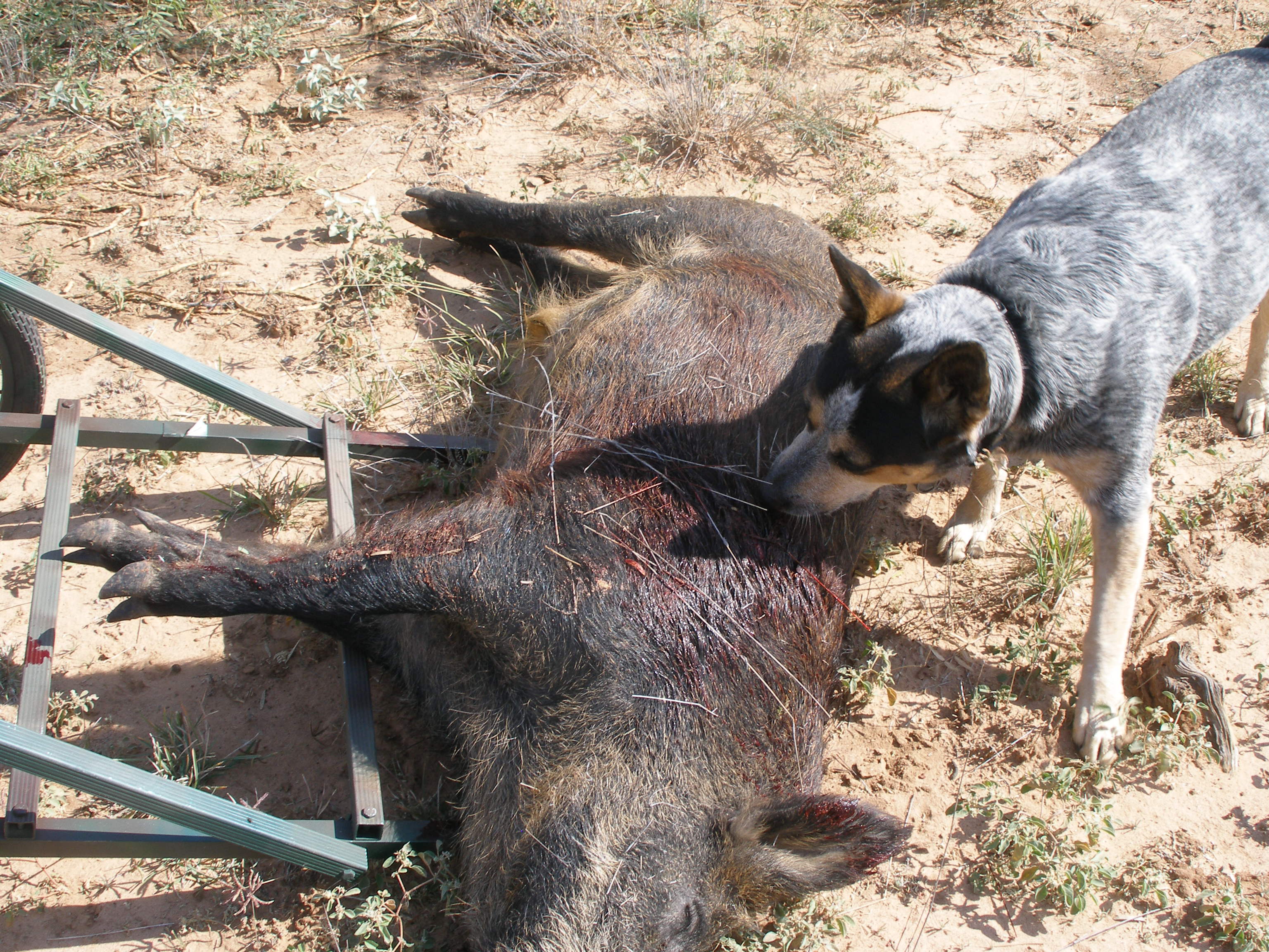 Blue heeler sales hunting dog